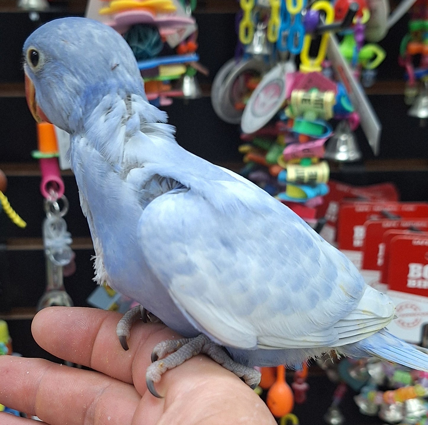 Indian Ringneck Violet Harlequin  aka Chatter-box parrot