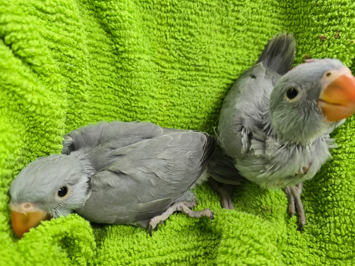 Indian Ringneck Grey aka Chatter-box parrot