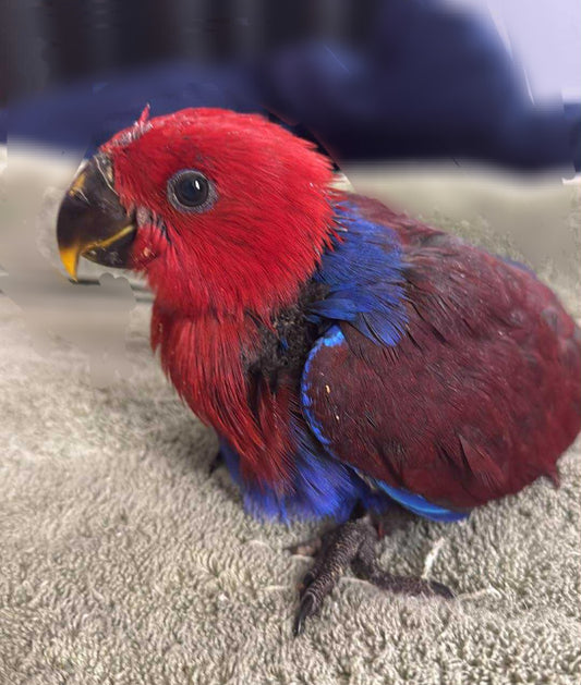 Eclectus Parrot