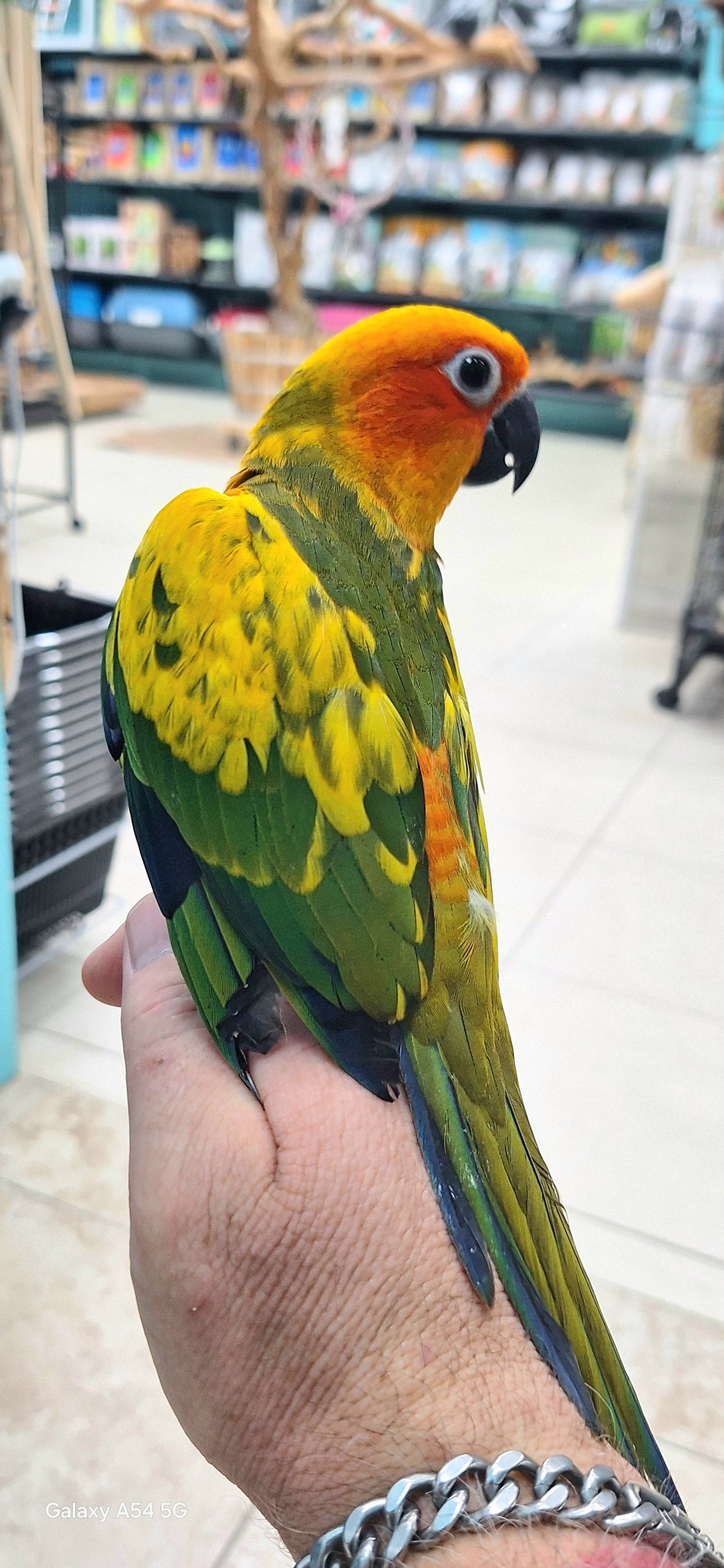 Conure Sun  Normal