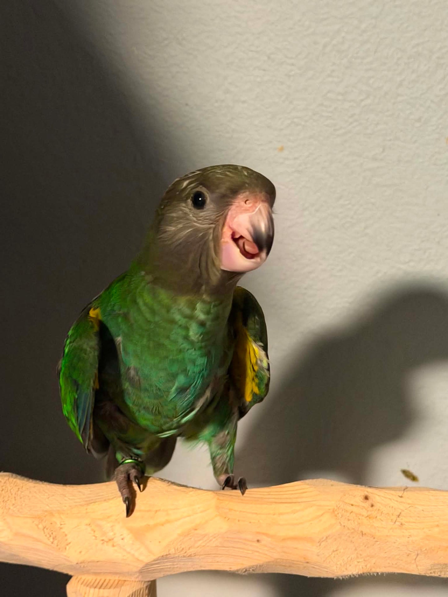 Brown headed parrot