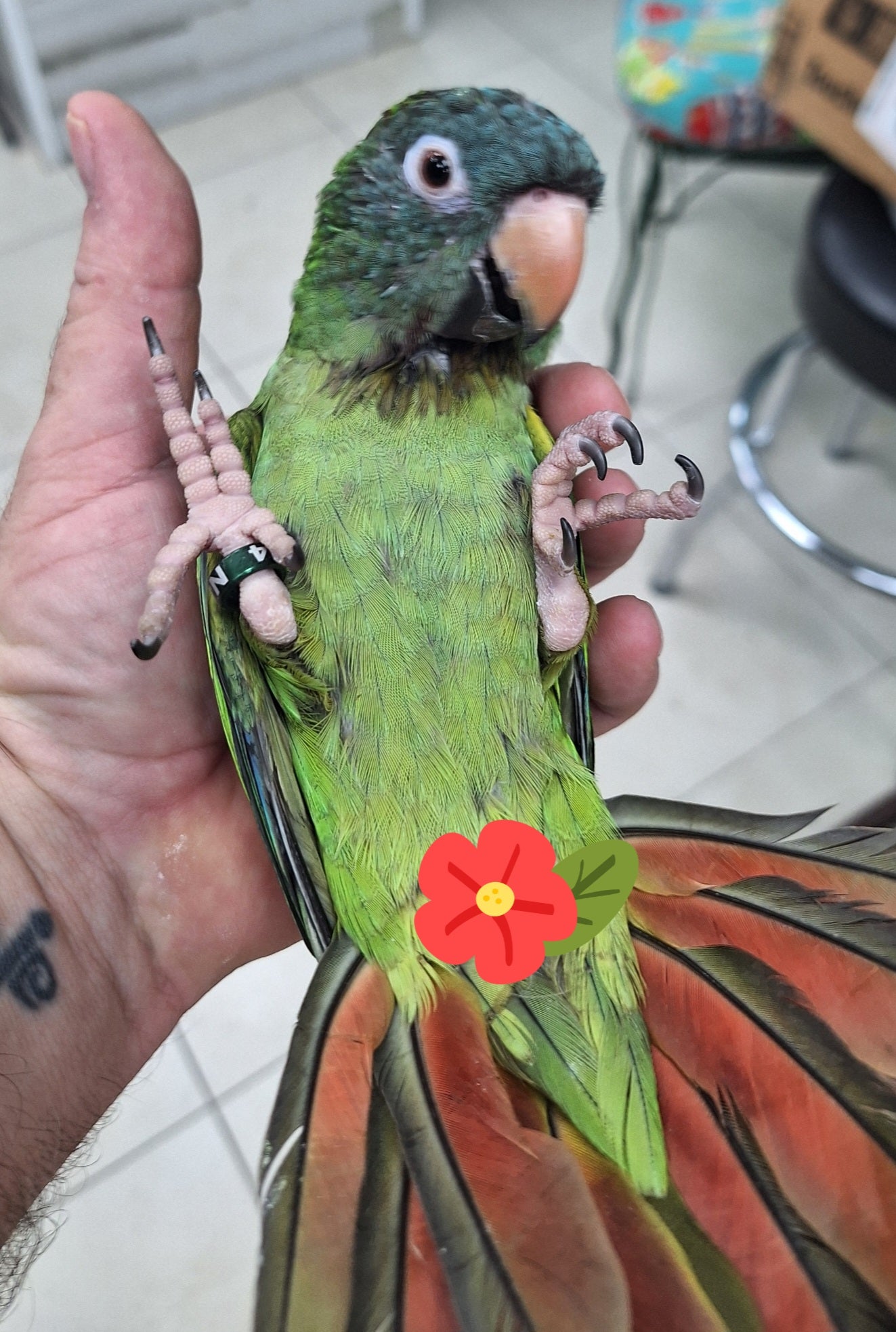 Conure Blue Crown