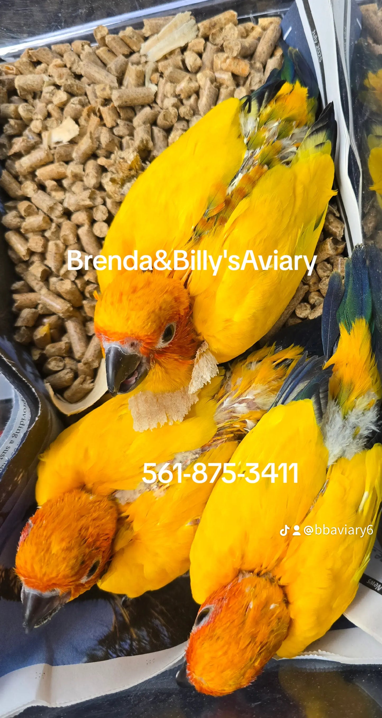 Conure Sun high yellow