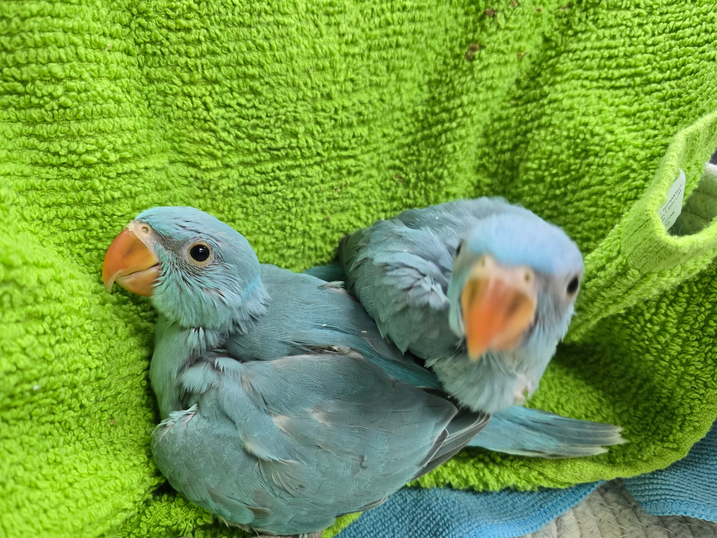 Indian Ringneck Blue aka Chatter-box parrot