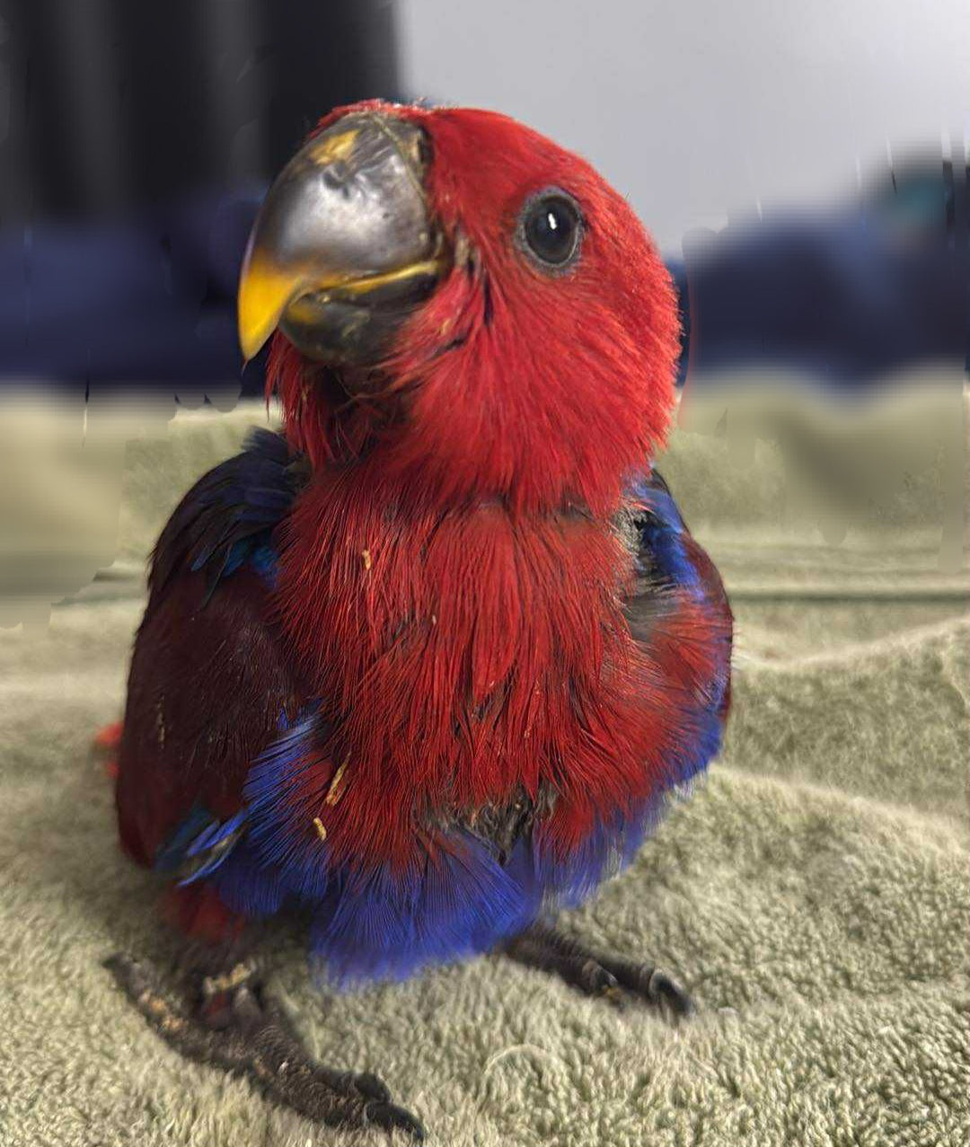 Eclectus Parrot