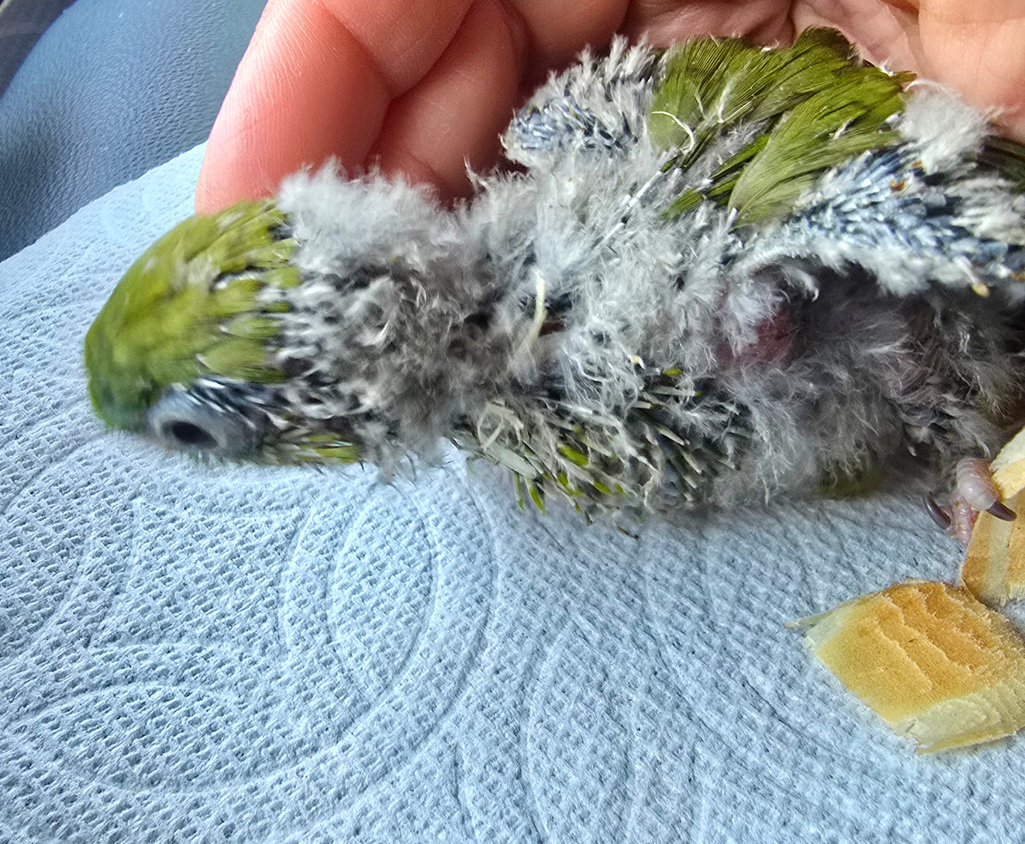 Lineolated Parakeet