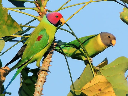 Plum-Headed Parakeet